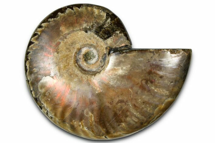 Polished Red Flash Ammonite (Cleoniceras) Fossil - Madagascar #367717